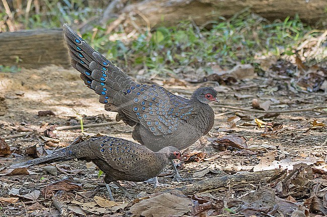 Germain's Peacock-Pheasant, Polyplectron germaini, in Vietnam. Displaying male and female. stock-image by Agami/Pete Morris,