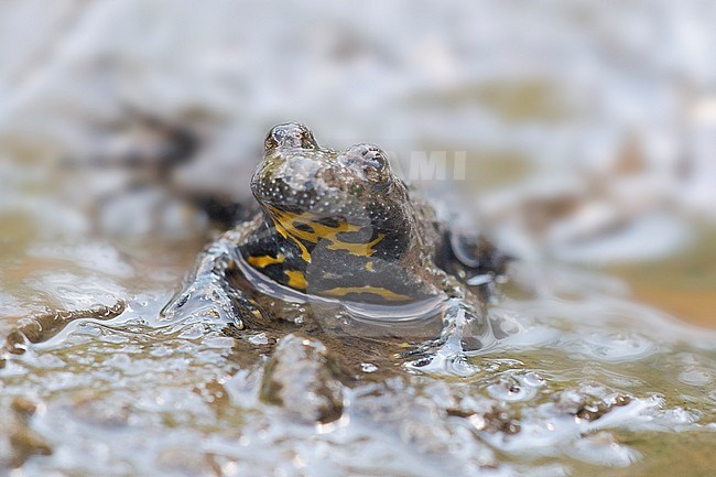 Yellow-bellied Toad sitting stock-image by Agami/Theo Douma,