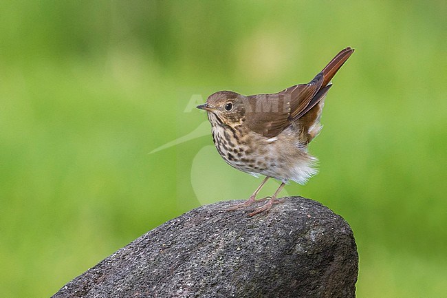 Heremietlijster op the grond; Hermit Thrush on the ground stock-image by Agami/Daniele Occhiato,