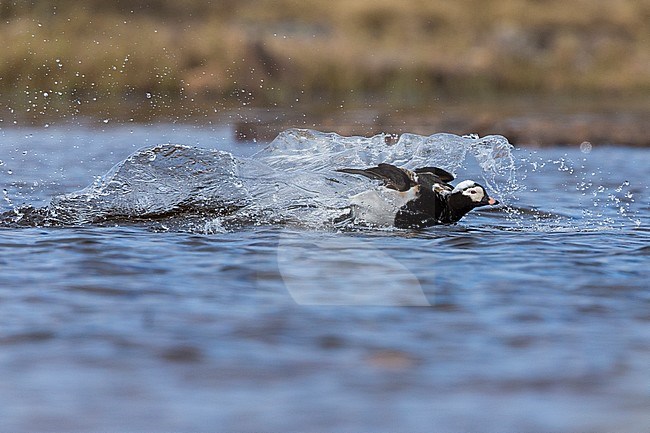 Long-tailed Duck (Clangula hyemalis), adult male landing in the water stock-image by Agami/Saverio Gatto,