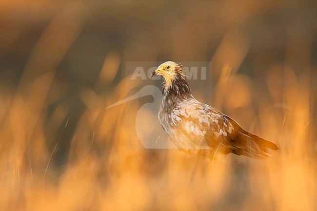 Aasgier, Eqyptian Vulture, Neophron percnopterus stock-image by Agami/Oscar Díez,