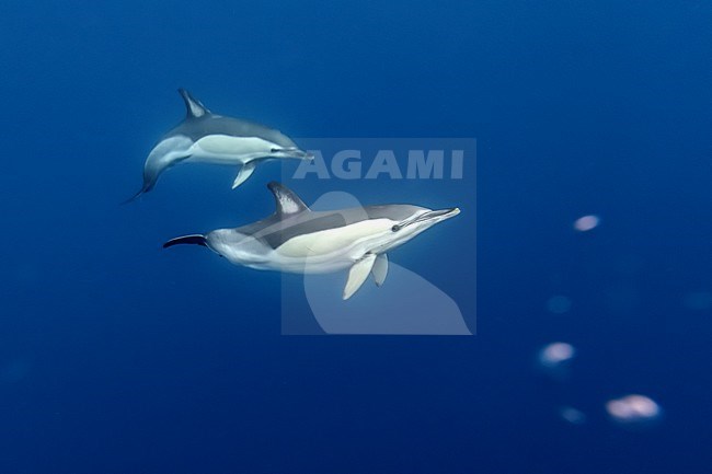 Short-beaked Common Dolphin (Delphinus delphis) off Terceira, Azores, Portugal. stock-image by Agami/Vincent Legrand,
