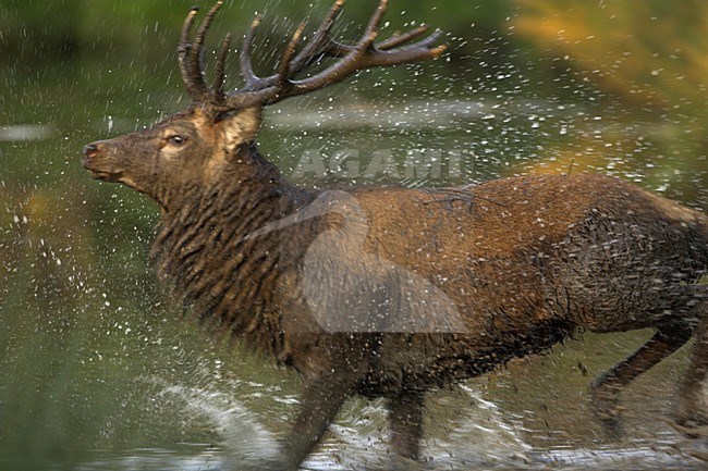 Mannetje Edelhert in water, Red Deer male in water stock-image by Agami/Danny Green,