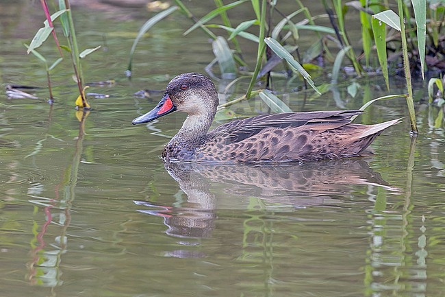 Galápagos pintail (Anas bahamensis galapagensis) on the Galapagos Islands, part of the Republic of Ecuador.. Subspecies of White-cheeked pintail. stock-image by Agami/Pete Morris,