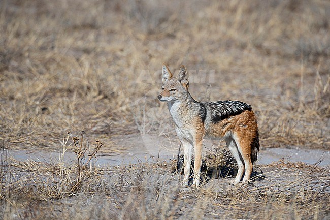 A black-backed jackal, Canis mesomelas, looking at the distance. Kalahari, Botswana stock-image by Agami/Sergio Pitamitz,