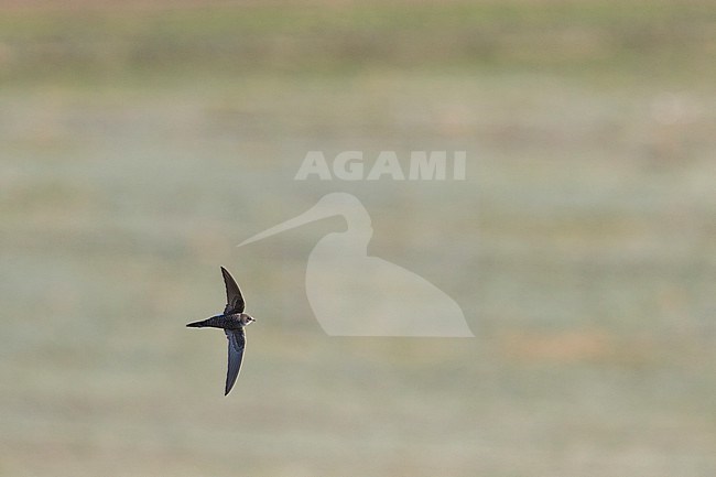 Pacific Swift - Pazifiksegler - Apus pacificus ssp. pacificus, Russia, adult stock-image by Agami/Ralph Martin,
