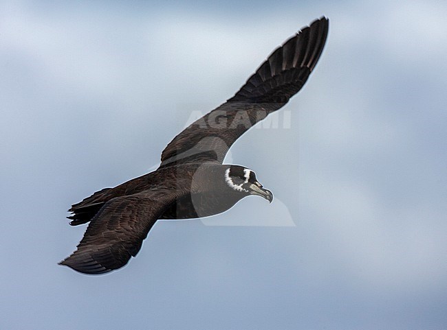 Spectacled Petrel (Procellaria conspicillata) at sea off Tristan da Cunha in the southern Atlantic ocean. stock-image by Agami/Marc Guyt,