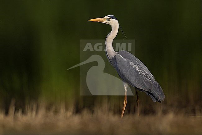Grey Heron (Ardea cinerea) in Italy. stock-image by Agami/Daniele Occhiato,