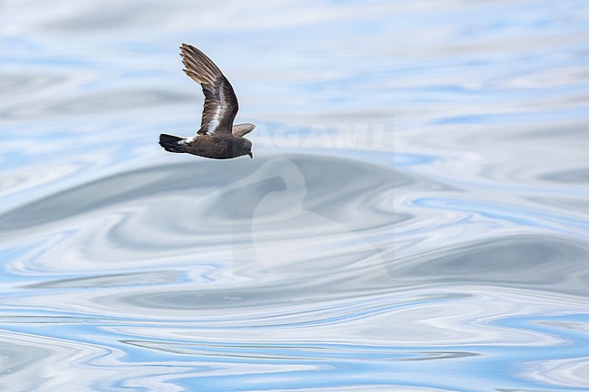  stock-image by Agami/Menno van Duijn,