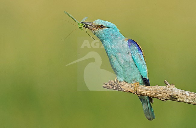 European Roller, Coracias garrulus stock-image by Agami/Alain Ghignone,