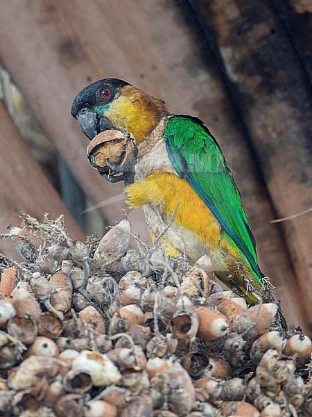 Black-headed Parrot (Pionites melanocephalus melanocephalus) eating at Mitu, Vaupes, Colombia. stock-image by Agami/Tom Friedel,