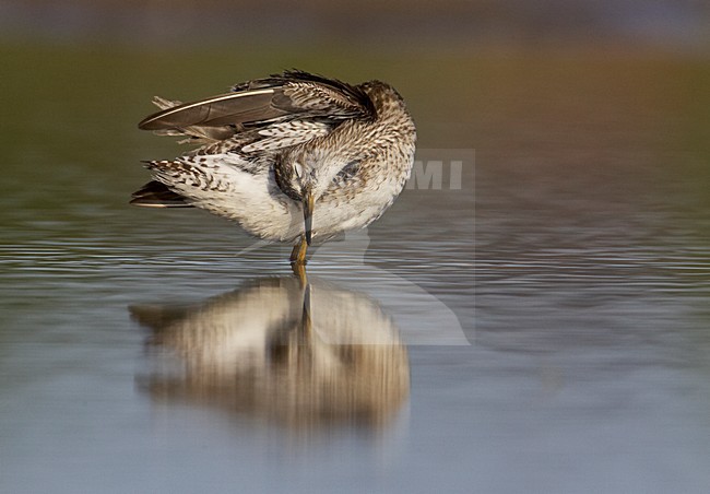 Poetsende Bosruiter; Preening Wood Sandpiper stock-image by Agami/Markus Varesvuo,