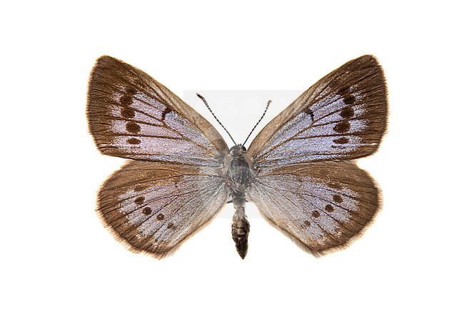 Scarce Large Blue, Pimpernelblauwtje, Phengaris teleius stock-image by Agami/Wil Leurs,
