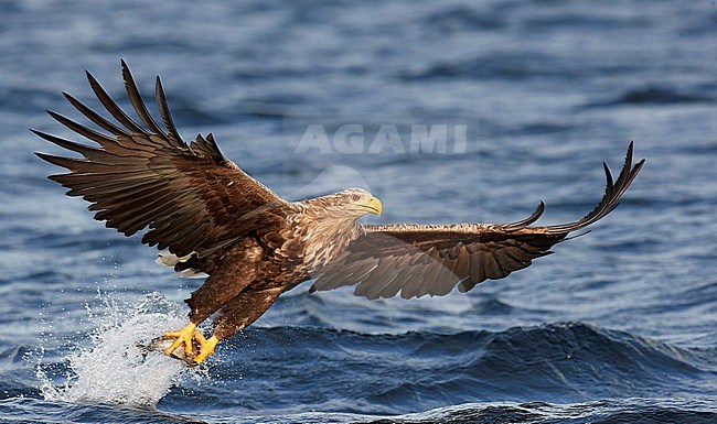 White-tailed Eagle (Haliaetus albicilla) Norway August 2018 stock-image by Agami/Markus Varesvuo,