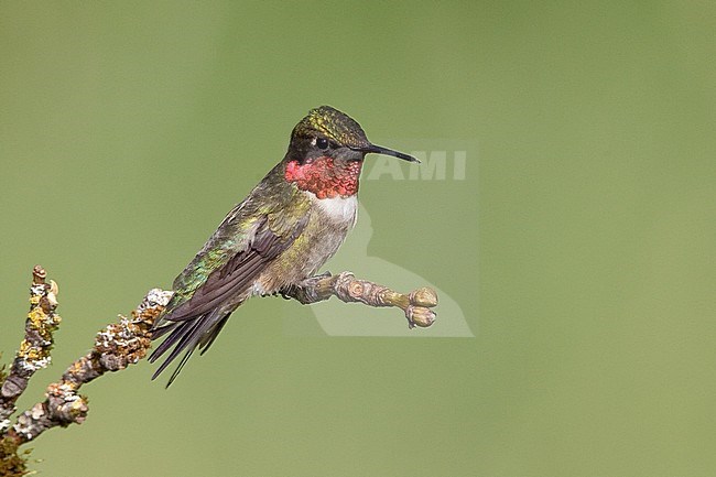 Adult male 
Galveston Co., TX 
April 2010 stock-image by Agami/Brian E Small,