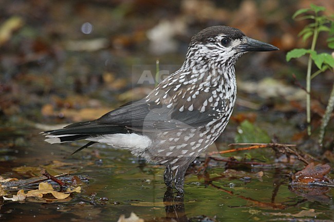 Verwdaalde Notenkraker in Nederland; Vagrant Spotted Nutcracker in de Netherlands stock-image by Agami/Chris van Rijswijk,
