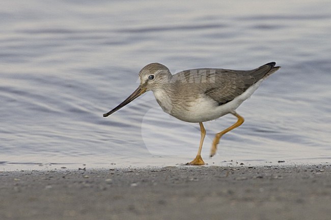 Terek Sandpiper; Terekruiter stock-image by Agami/Daniele Occhiato,