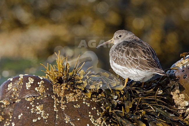 Onvolwassen Paarse Strandloper; Immature Purple Sandpiper stock-image by Agami/Arie Ouwerkerk,