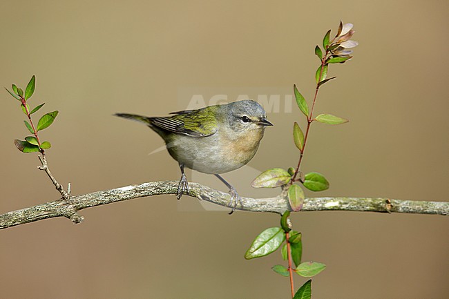 Adult male
Galveston Co., TX
April 2018 stock-image by Agami/Brian E Small,