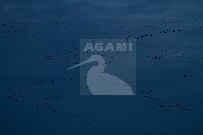 Groep Brandganzen op trek; Group of migrating Barnacle Geese stock-image by Agami/Menno van Duijn,