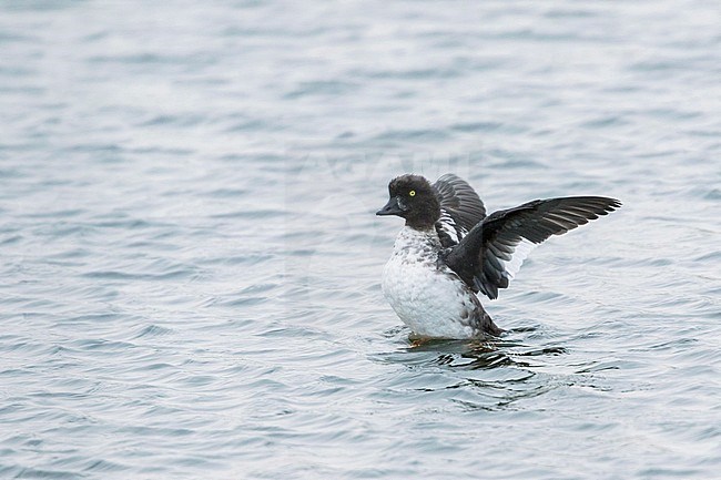 Barrow's Goldeneye - Spatelente - Bucephala islandica, Germany, adult male, eclipse stock-image by Agami/Ralph Martin,