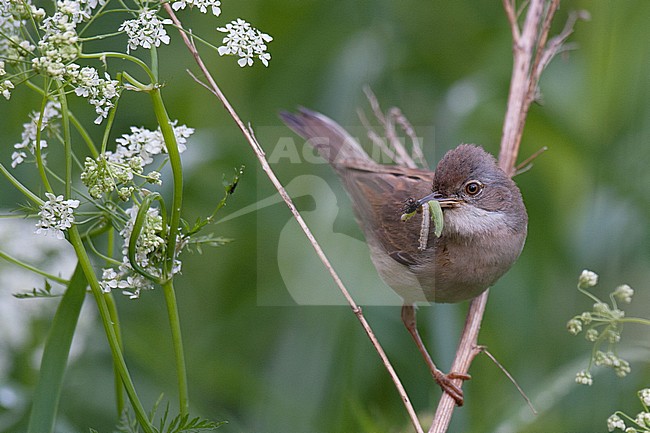 Adult Western Common Whitethroat (Sylvia communis communis) carrying food, front view of bird perched on a dry straw stock-image by Agami/Kari Eischer,