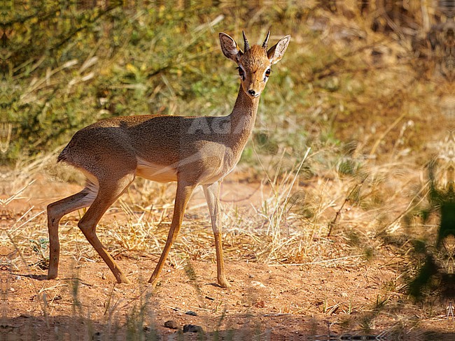 Kirk's Dikdik, Madoqua kirkii stock-image by Agami/Hans Germeraad,