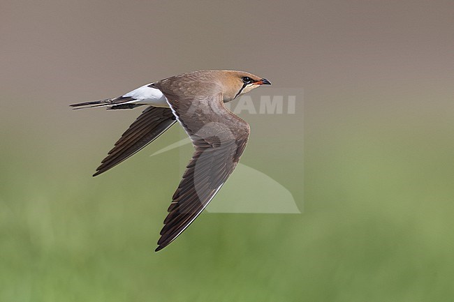 Collared Pratincole, Glareola pratincola, in Italy. stock-image by Agami/Daniele Occhiato,