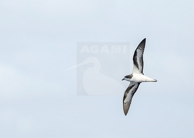 Bermuda Petrel (Pterodroma cahow) in flight off the coast off Bermuda. stock-image by Agami/Marc Guyt,