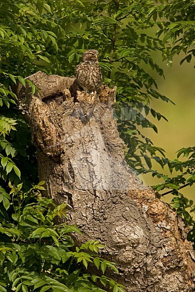 Little Owl perched on old tree trunk, Steenuil zittend op oude boomstam stock-image by Agami/Harvey van Diek,