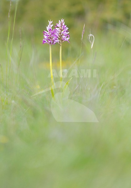 Military Orchid, Orchis militaris stock-image by Agami/Wil Leurs,