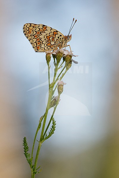 Knapweed Fritillary (Melitaea phoebe) resting on top of a small flower in Mercantour in France. Seen against a natural colored background. stock-image by Agami/Iolente Navarro,