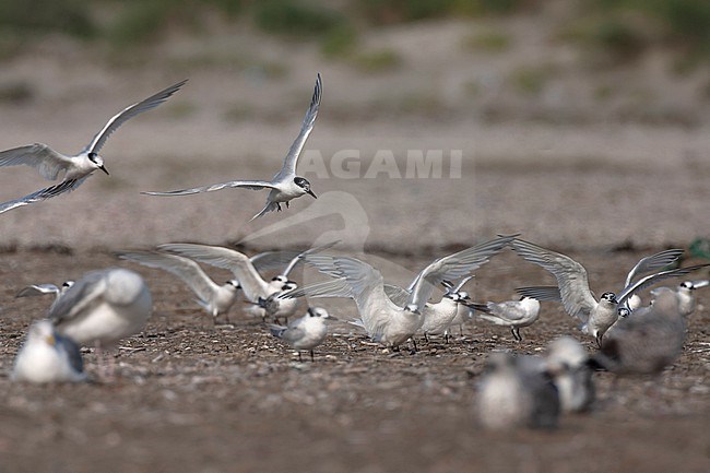 Sandwich Tern (Thalasseus sandvicensis) along the North sea coast during autumn migration in the Netherlands. Resting on the beach. stock-image by Agami/Marc Guyt,