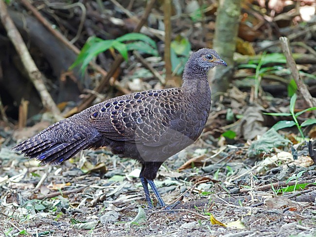 Vrouwtje Spiegelpauw in bos, Female Grey Peacock-Pheasant in forest stock-image by Agami/Alex Vargas,