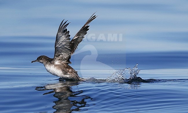 Worn adult Balearic Shearwater (Puffinus mauretanicus), take off at Fuseta, Algarve, Portugal. Critically Endangered breeding on Mediterranean islands. stock-image by Agami/Helge Sorensen,