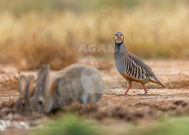 Red-legged Partridge (Alectoris rufa) at drinking station in steppes of north central Spain. Standing behind two drinking rabbits. stock-image by Agami/Marc Guyt,