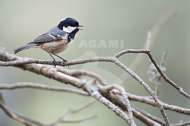 Coal Tit (Parus ater ssp. ater), Germany (Baden-Württemberg) stock-image by Agami/Ralph Martin,