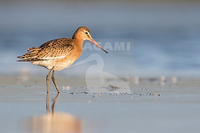 Black-tailed Godwit - Isländische Uferschnepfe - Limosa limosa ssp. islandica, Germany, 1st cy. stock-image by Agami/Ralph Martin,