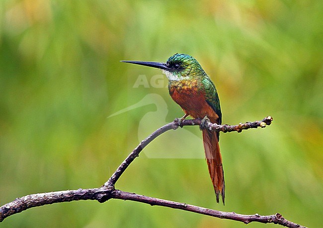 Roodstaart-glansvogel, Rufous-tailed Jacamar stock-image by Agami/Greg & Yvonne Dean,