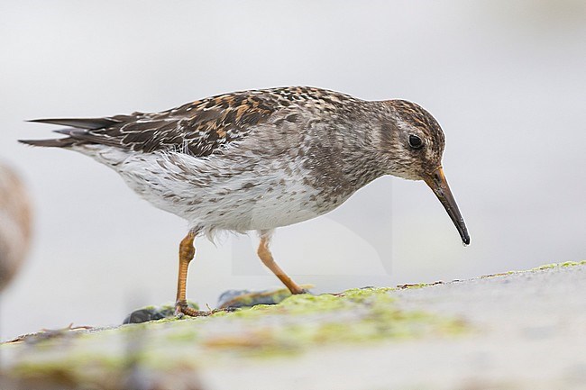 Purple Sandpiper (Calidris maritima), adult standing feeding on the shore stock-image by Agami/Saverio Gatto,