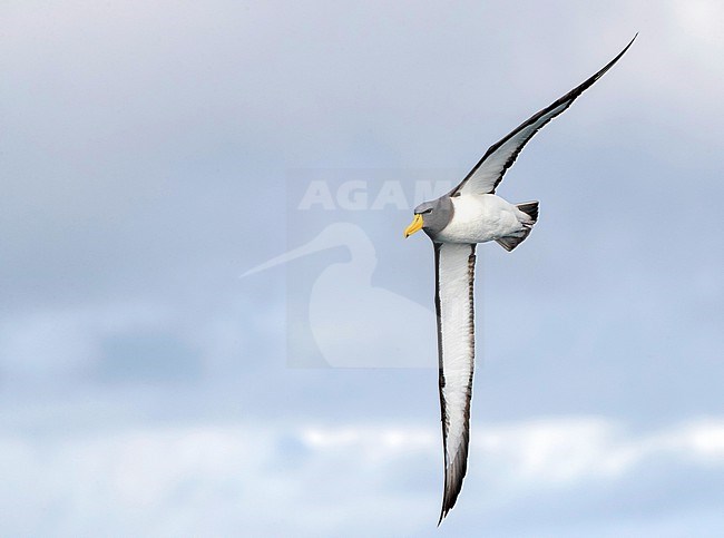 Adult Chatham Albatross (Thalassarche eremita) in flight near the only colony on The Pyramid off the Chatham Islands, New Zealand. stock-image by Agami/Marc Guyt,