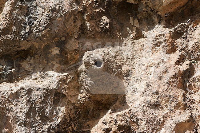 Western Rock Nuthatch - Felsenkleiber - Sitta neumayer ssp. syriaca; Turkey, nest stock-image by Agami/Ralph Martin,