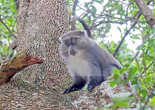 Sykes' monkey (Cercopithecus mitis albogularis), also known as the white-throated monkey or Samango monkey,. Subspecies of blue monkey or diademed monkey (Cercopithecus mitis). stock-image by Agami/Pete Morris,