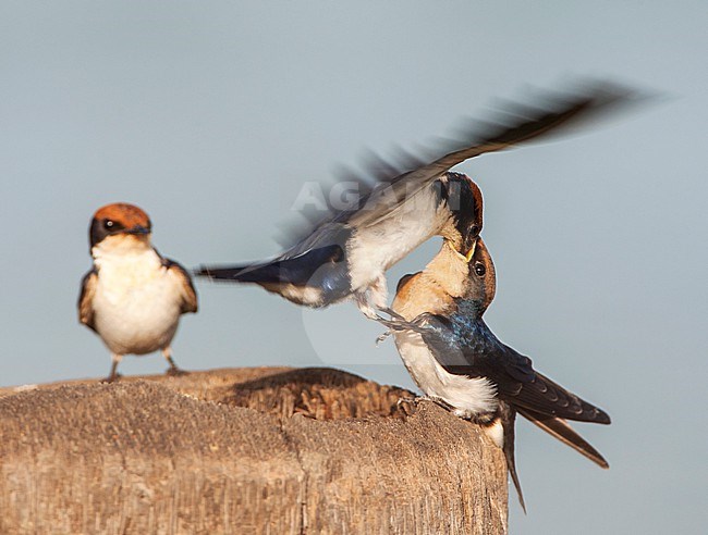 African Wire-tailed Swallow (Hirundo smithii smithii) perched in The Gambia. Adult feeding its young. stock-image by Agami/Marc Guyt,