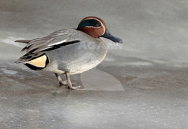 Eurasian Teal, Anas crecca adult male standing on ice, seen from the side, showing frozen bill. stock-image by Agami/Fred Visscher,