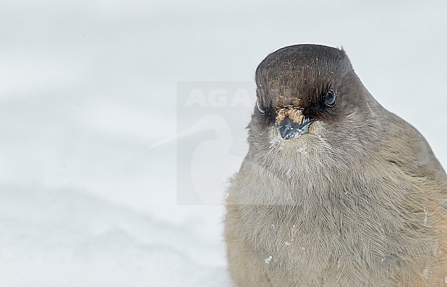 Siberian Jay (Perisoreus infaustus) wintering in a cold snow covered Finland. Closeup of staring bird. stock-image by Agami/Markus Varesvuo,