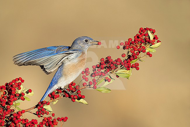 Adult male
Santa Barbara Co., CA
November 2022 stock-image by Agami/Brian E Small,
