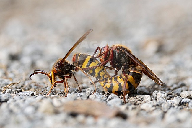 Copulating European hornet (Vesoa crabro) on ground stock-image by Agami/Mathias Putze,