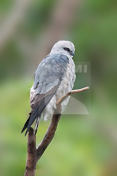 Adult
Prowers Co., CO
June 2023 stock-image by Agami/Brian E Small,