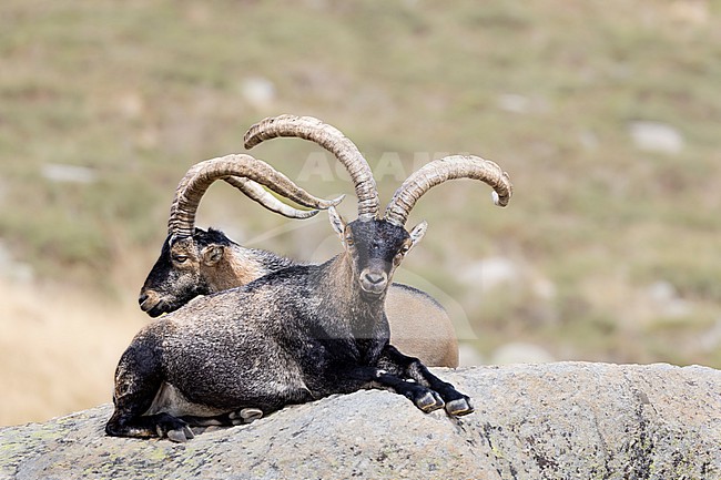 Male Capra pyrenaica victoriae stock-image by Agami/Wil Leurs,